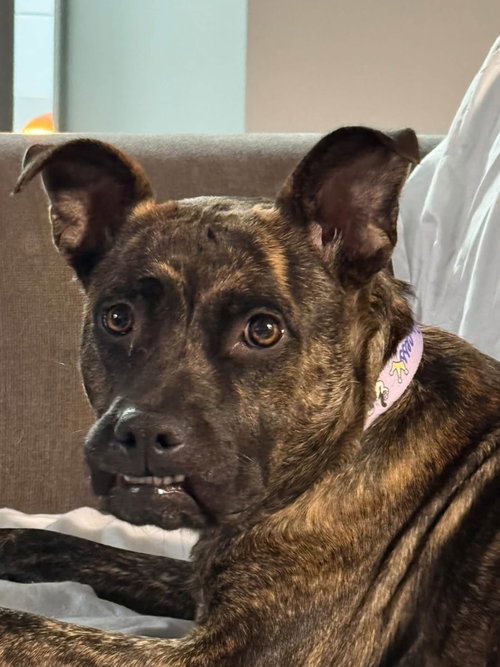 Joecee, a dog for adoption from Adopt A Pit Rescue Inc
