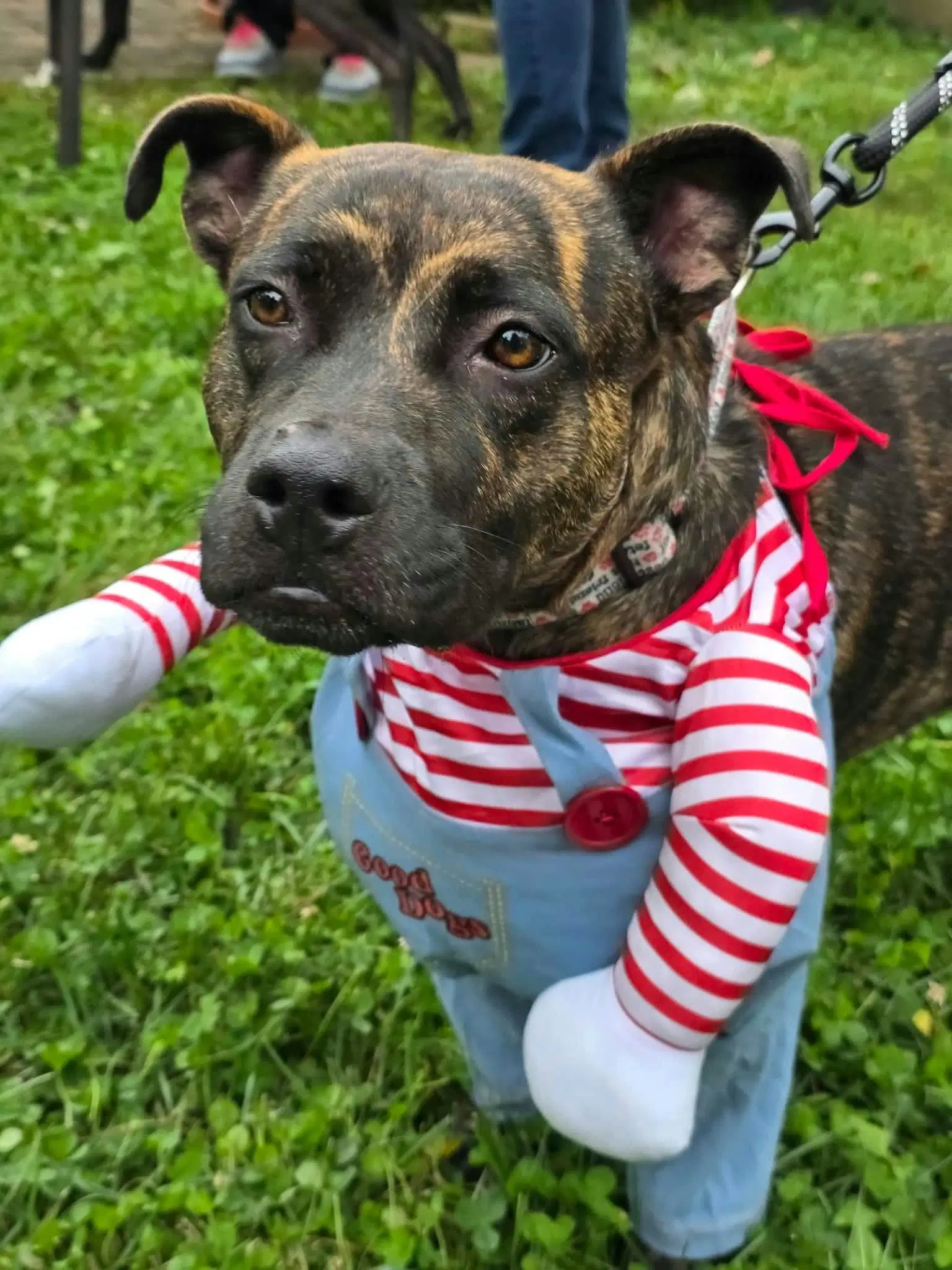 Joecee - American Pit Bull Terrier