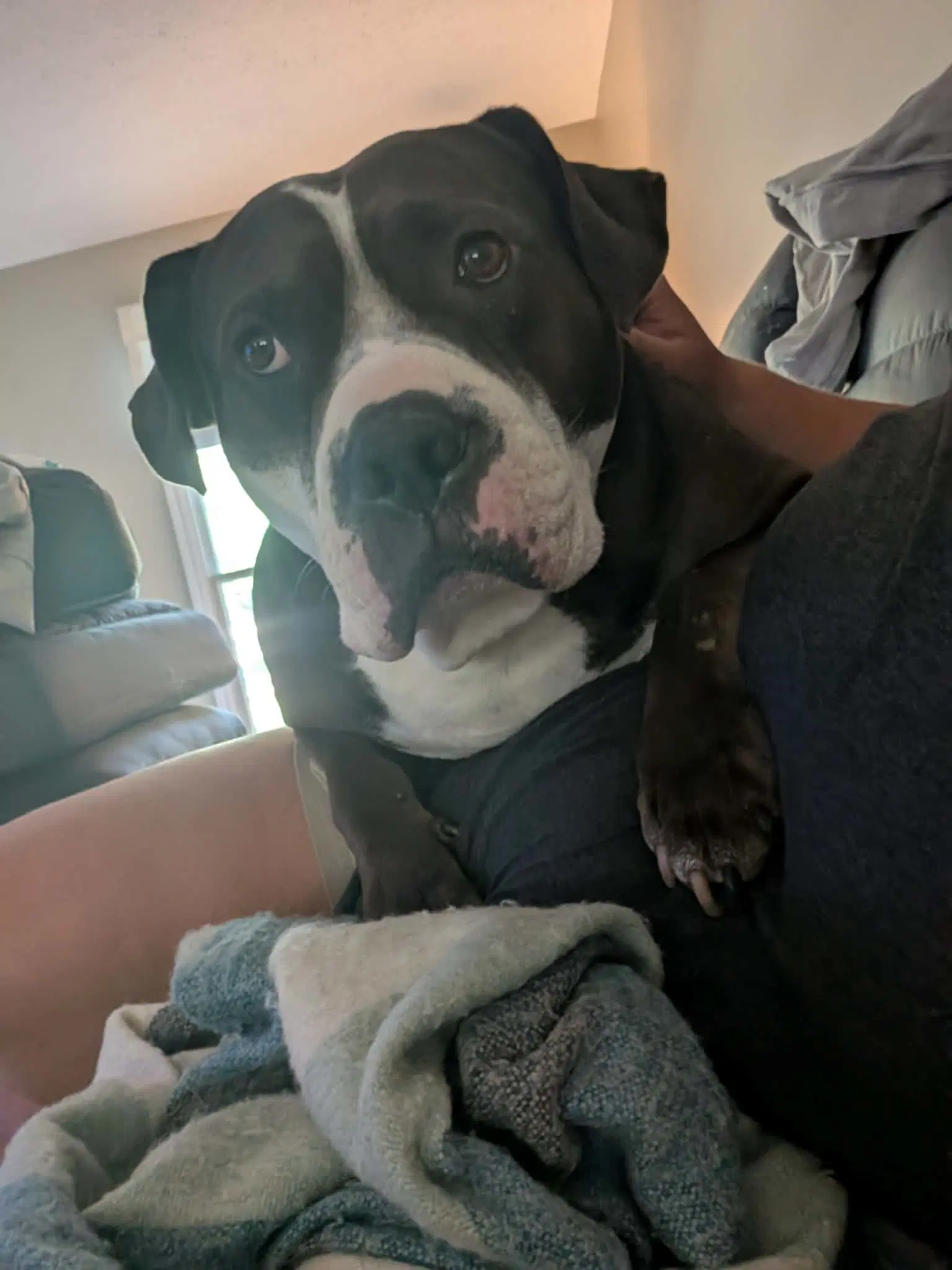 Rilo Gravy - American Bulldog