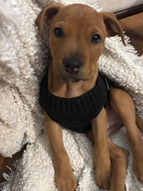 Uncle Fester, a dog for adoption from Adopt A Pit Rescue Inc