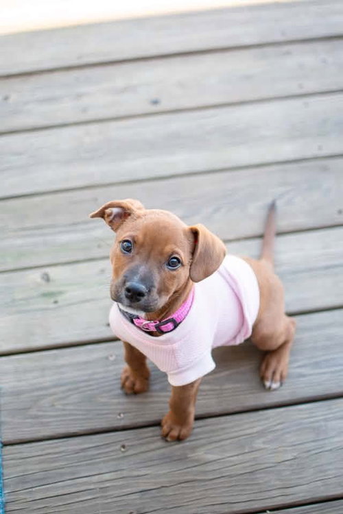 Morticia, a dog for adoption from Adopt A Pit Rescue Inc