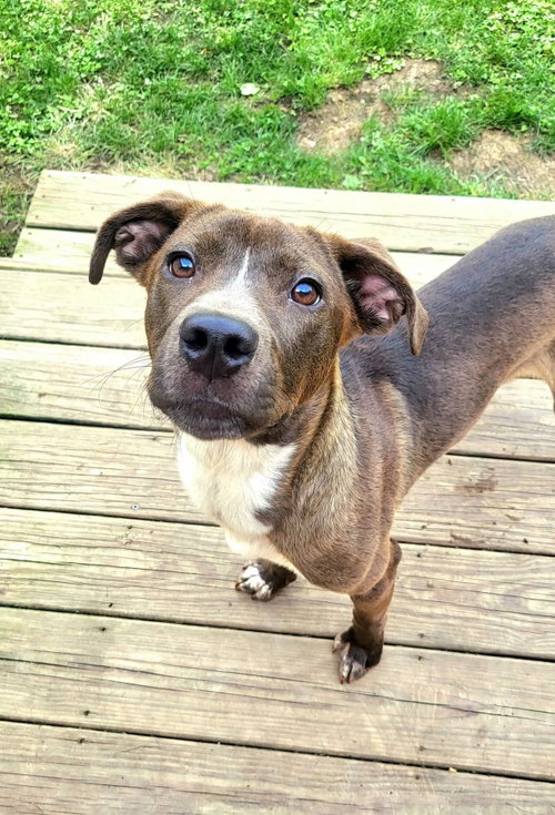 Zable, a dog for adoption from Adopt A Pit Rescue Inc