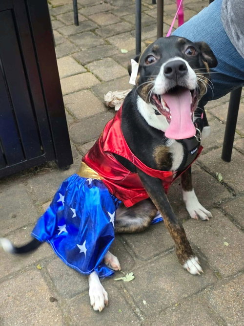 Janet Jackson, a dog for adoption from Adopt A Pit Rescue Inc