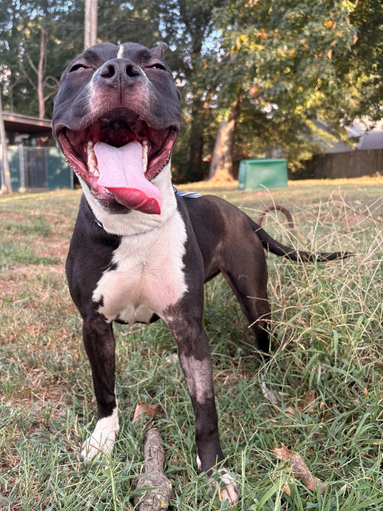 Delilah Sue image 2