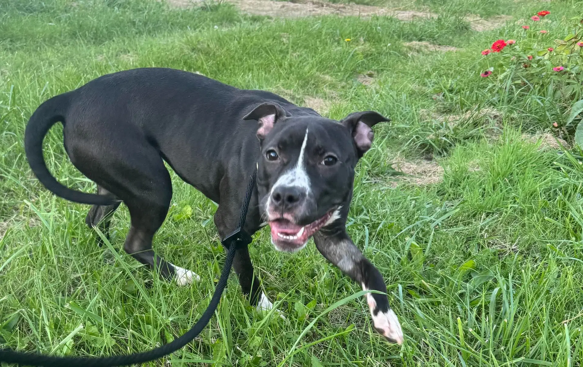 Delilah Sue - American Pit Bull Terrier