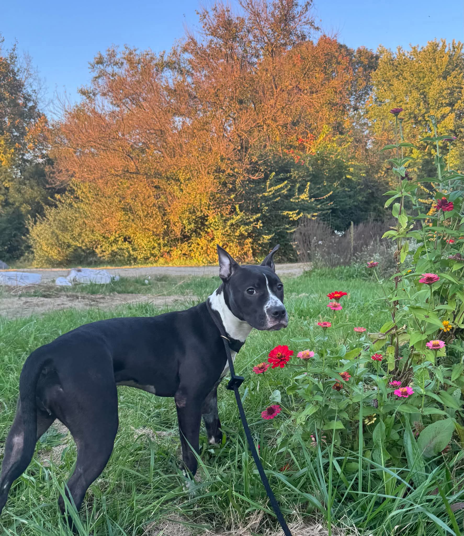 Delilah Sue image 3