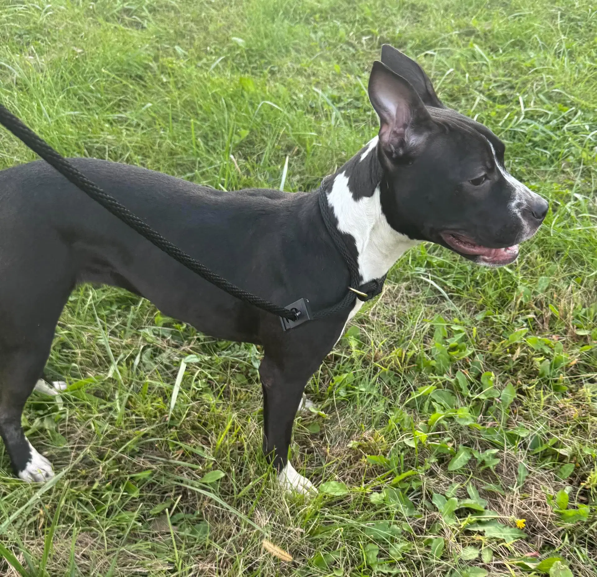 Delilah Sue image 4
