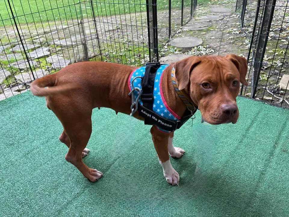 Penny Sue - American Pit Bull Terrier