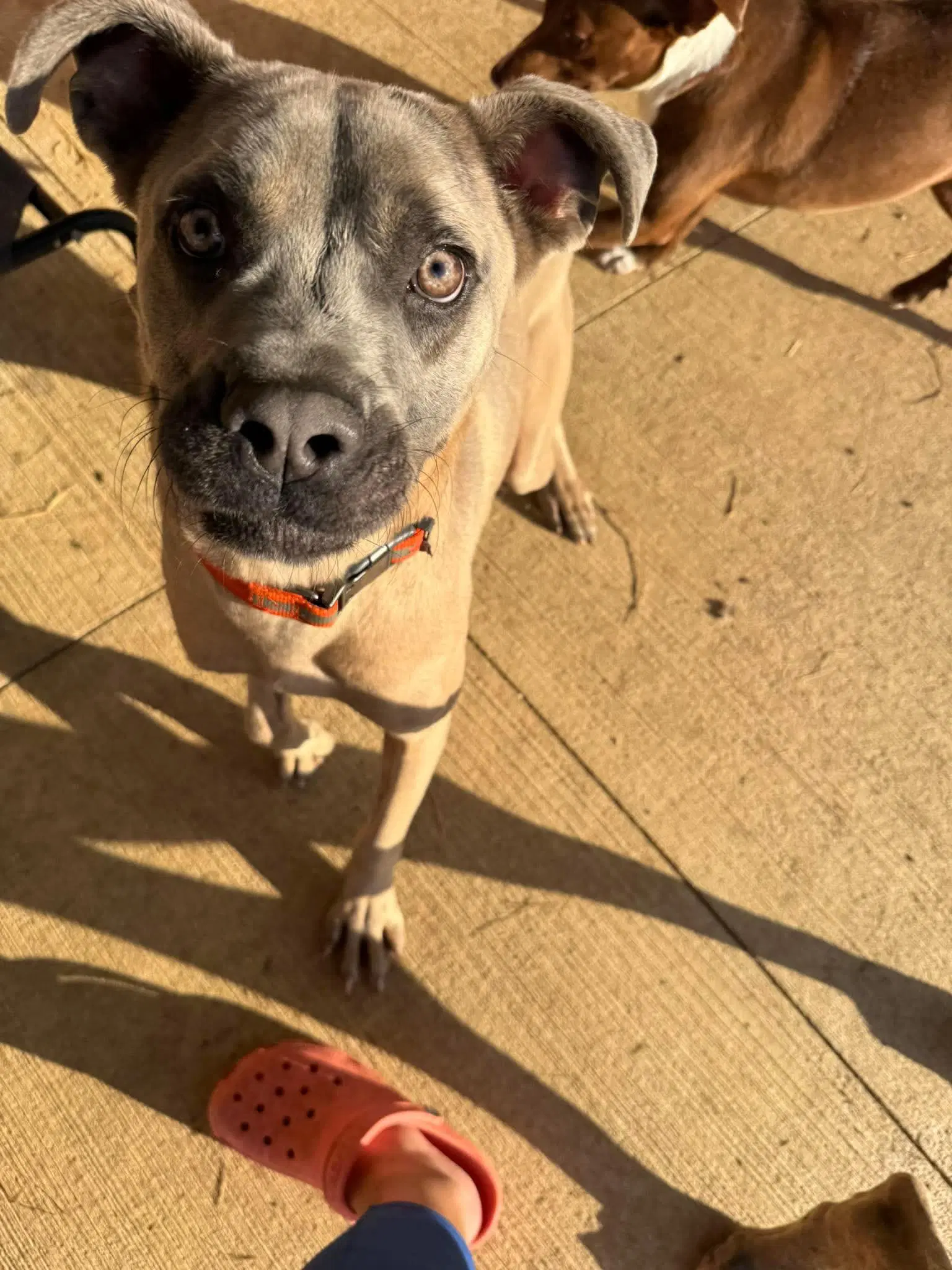 Stallone - Cane Corso Mastiff