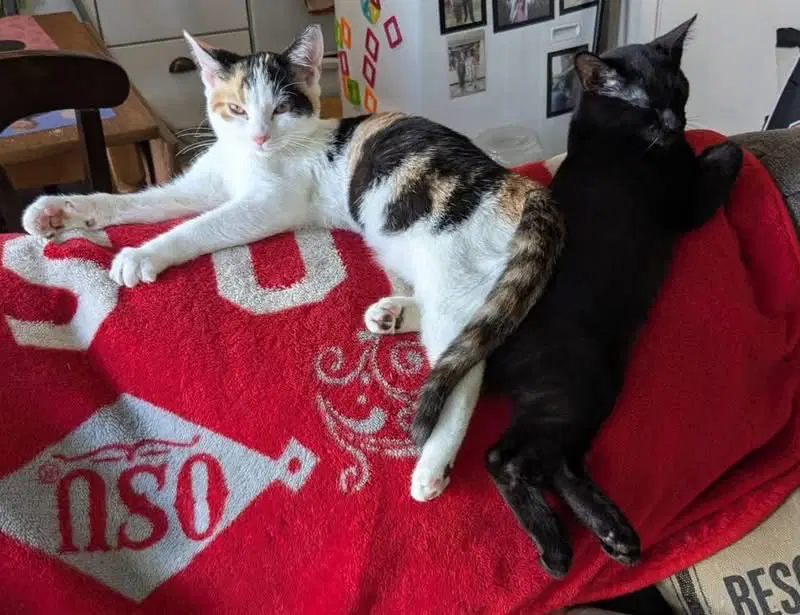 Jasmine - Domestic Short Hair