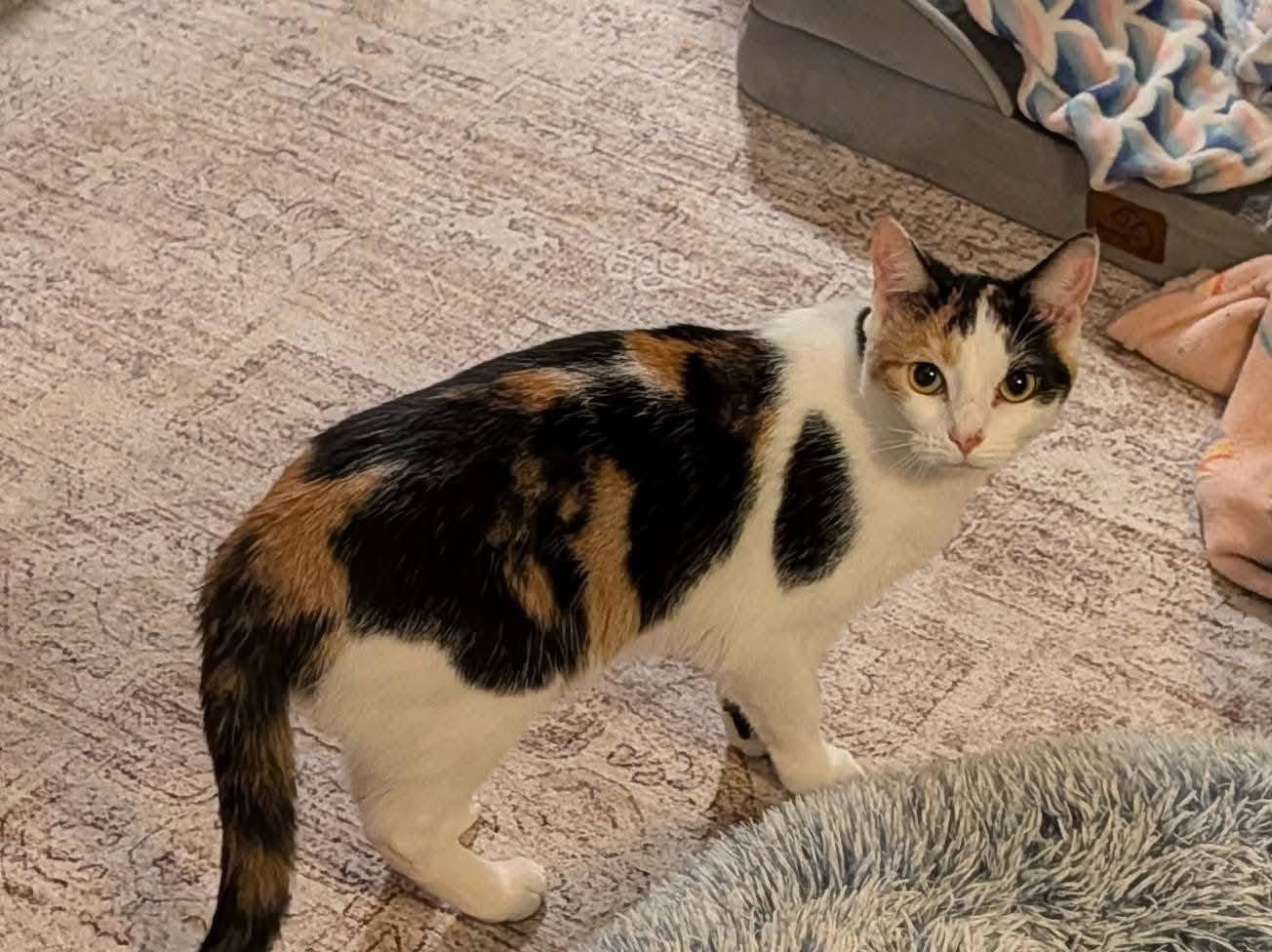 Jasmine
