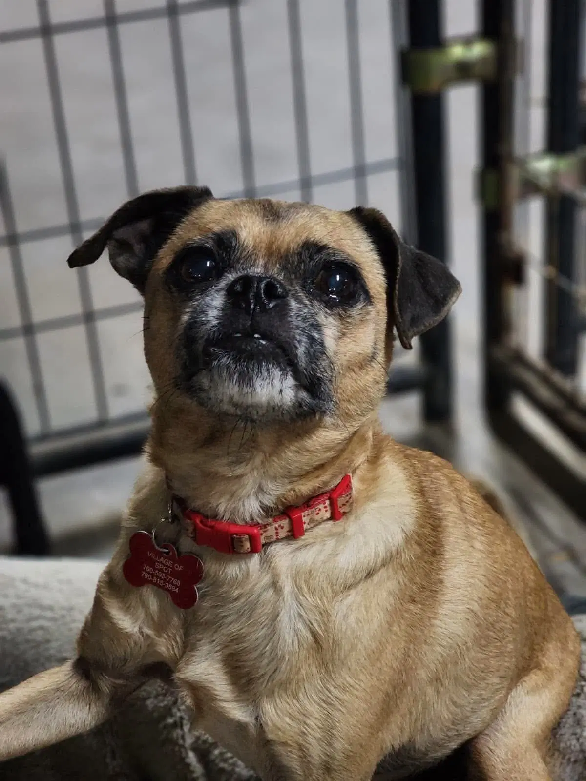 Hey Nova - Pug