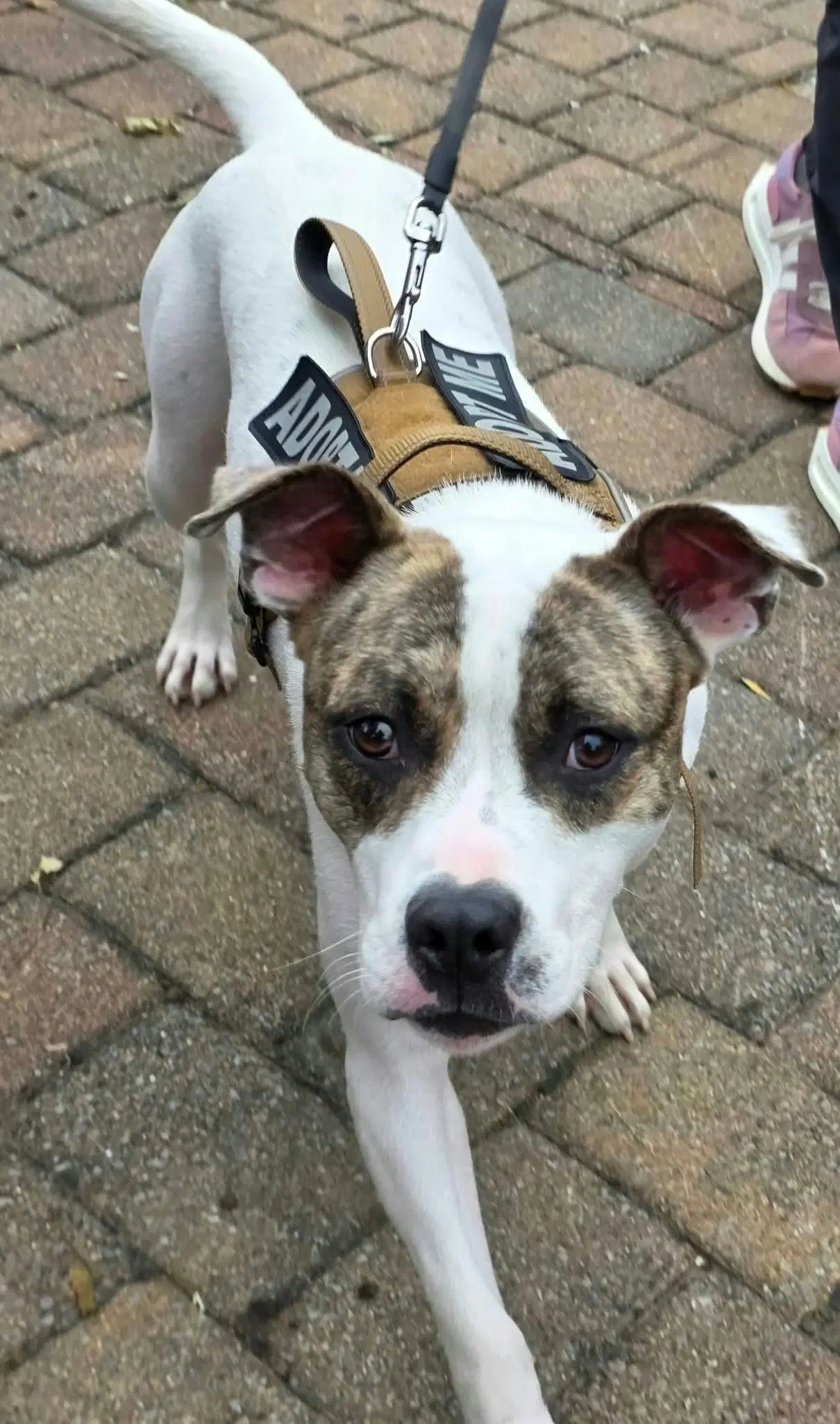 Bodhia - American Pit Bull Terrier