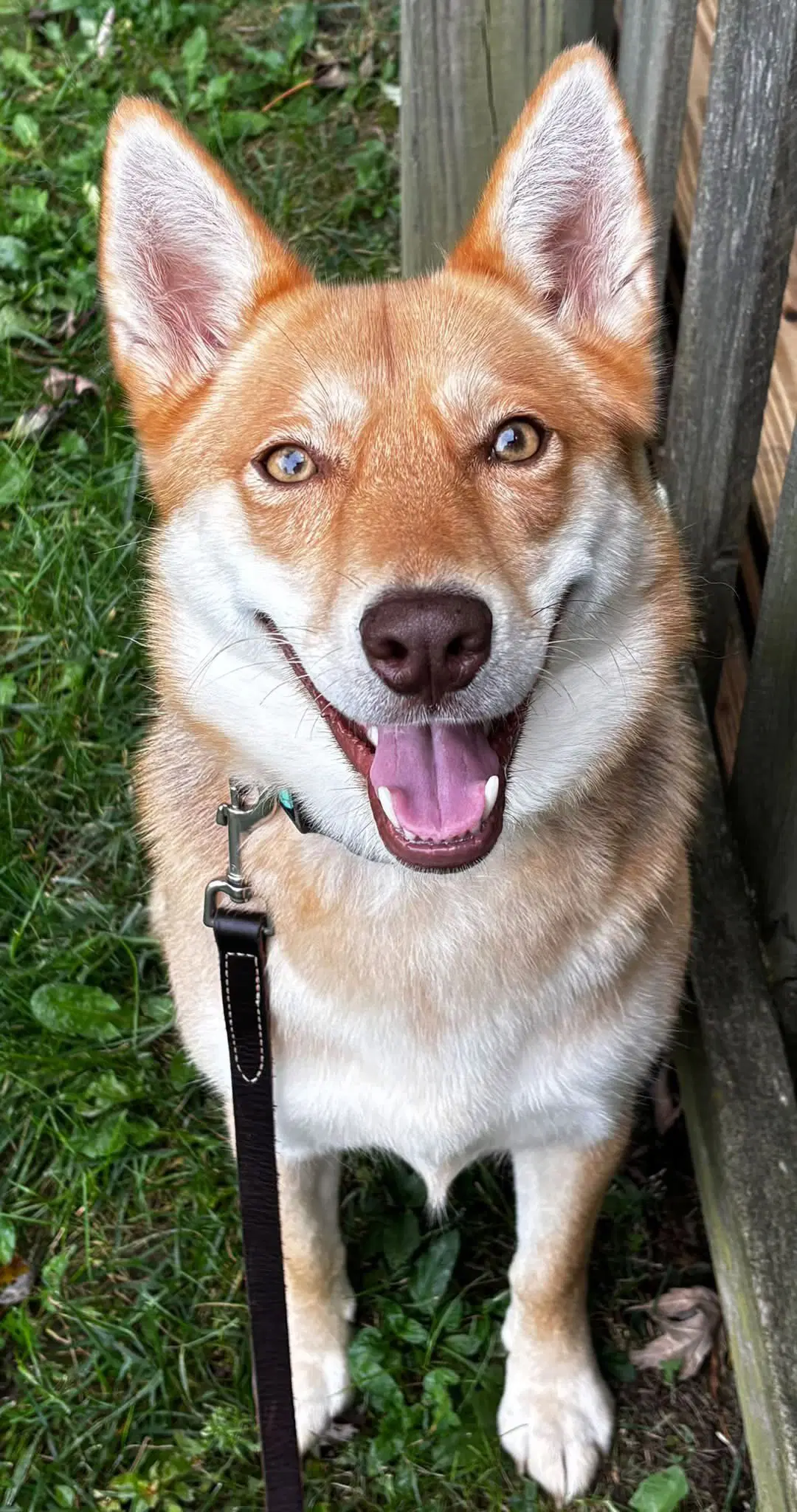 Moda - Shiba Inu