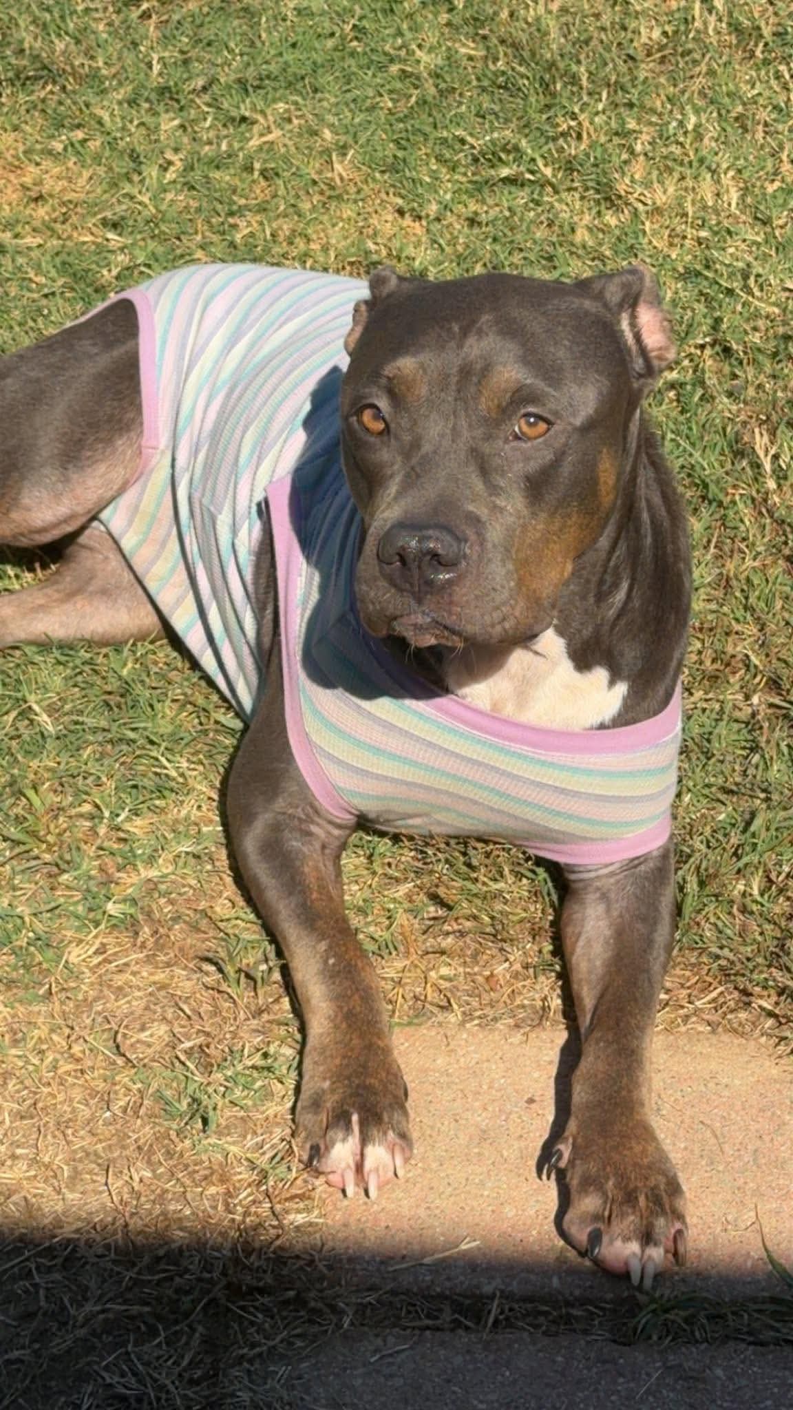 Gretchen - American Pit Bull Terrier