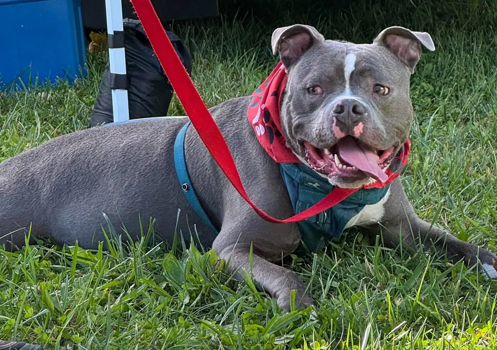 Sugar Cane - American Pit Bull Terrier