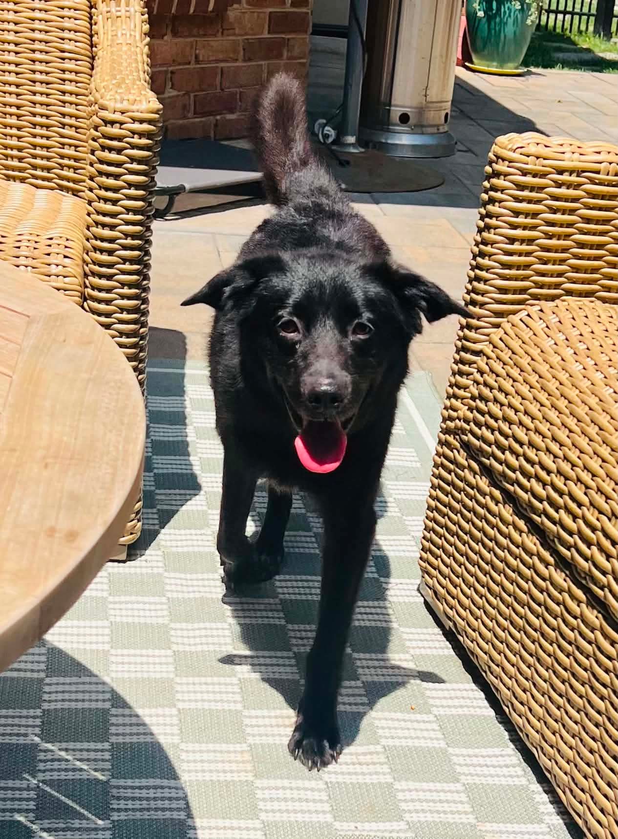 Josey image 2