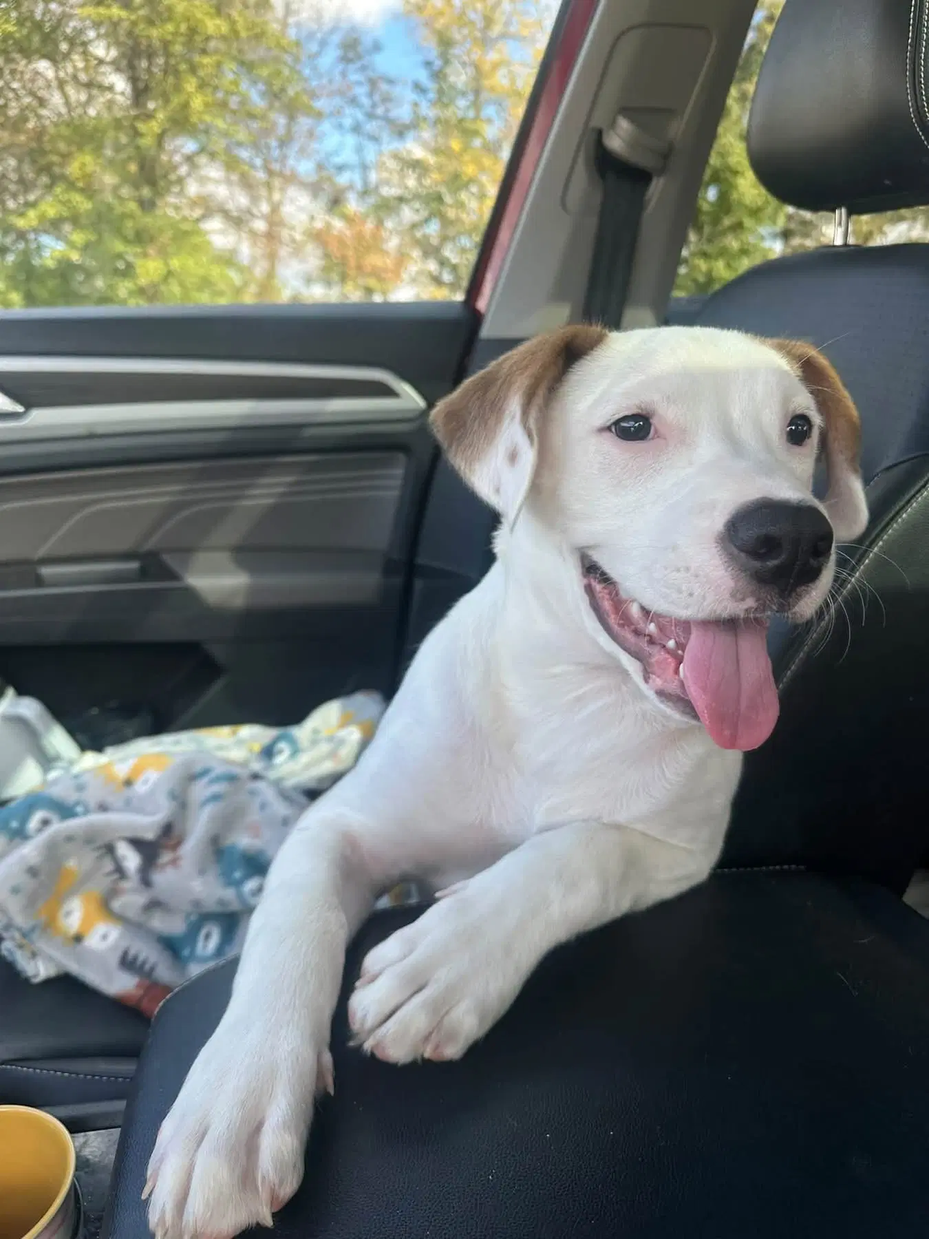 Sexy Dexy - American Pit Bull Terrier