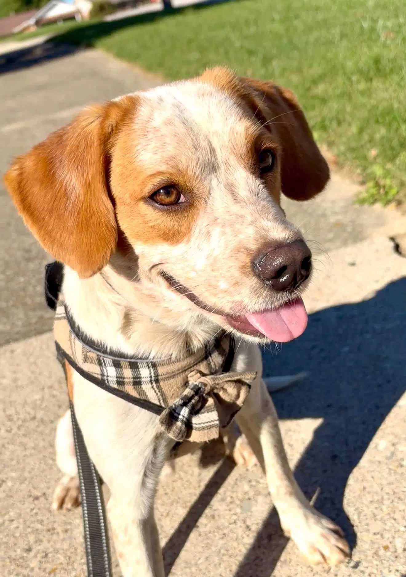 Finwick - Beagle