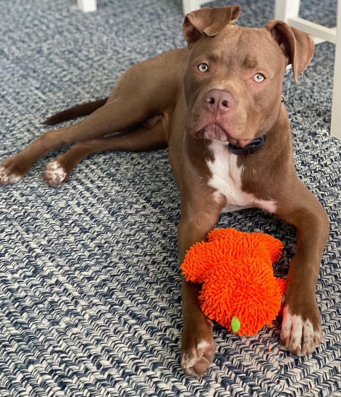Auggie