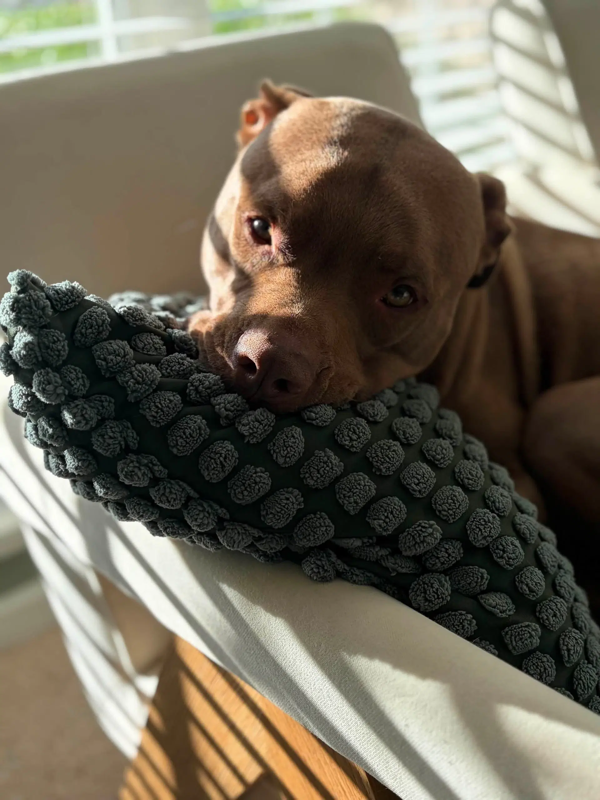 Auggie image 2
