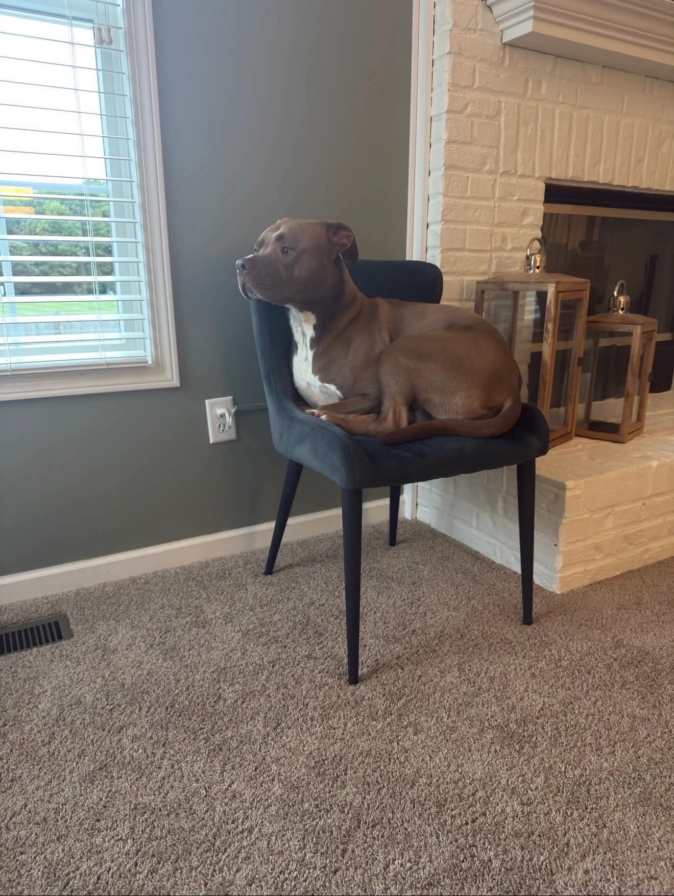 Auggie image 3