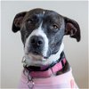 adoptable Dog in , IL named Josephine