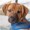 adoptable Dog in , IL named Johnny