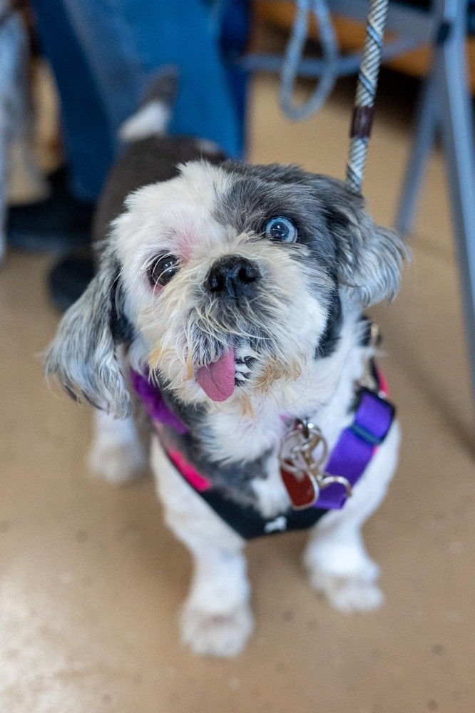 adoptable Dog in Mundelein, IL named Sweet Tart