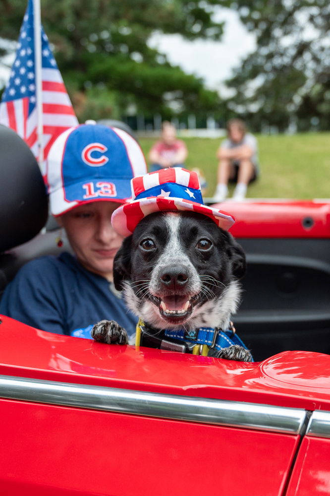 adoptable Dog in Mundelein, IL named Chips Ahoy