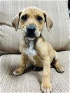 adoptable Dog in  named Twig
