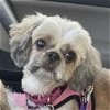 adoptable Dog in mundelein, IL named Mazey