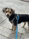 adoptable Dog in mundelein, IL named Muttley