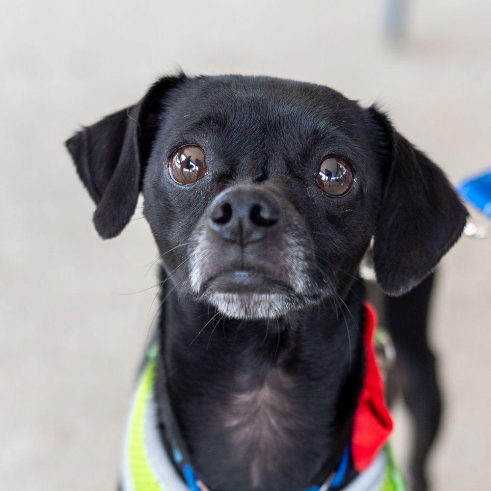 adoptable Dog in Mundelein, IL named Geico