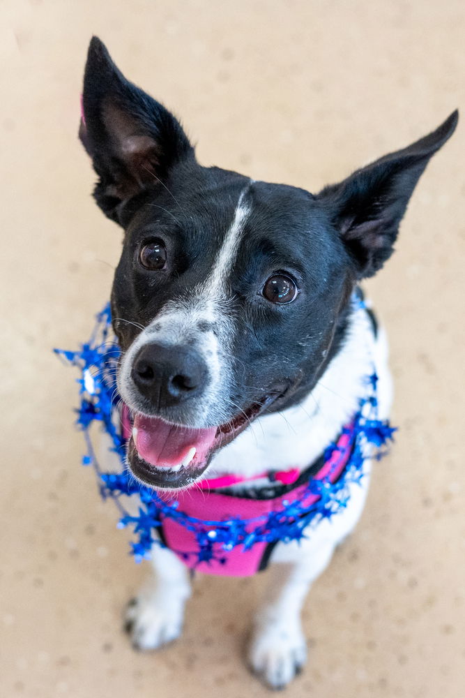 adoptable Dog in Mundelein, IL named Tula