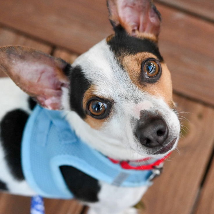 adoptable Dog in Mundelein, IL named Vino