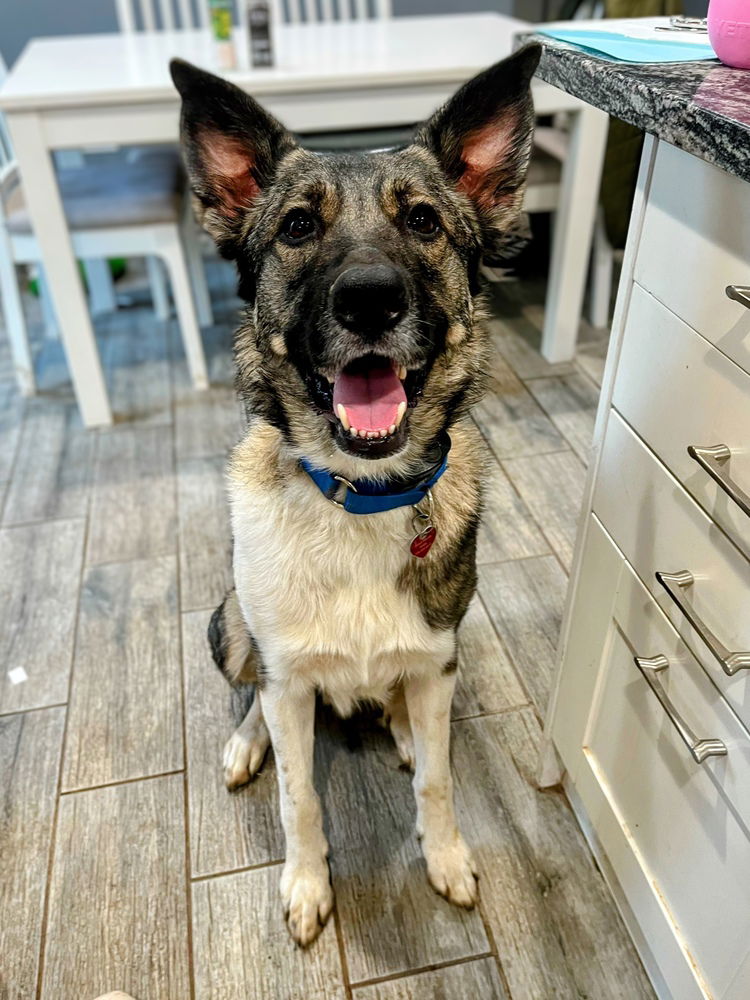 adoptable Dog in Mundelein, IL named Finnegan
