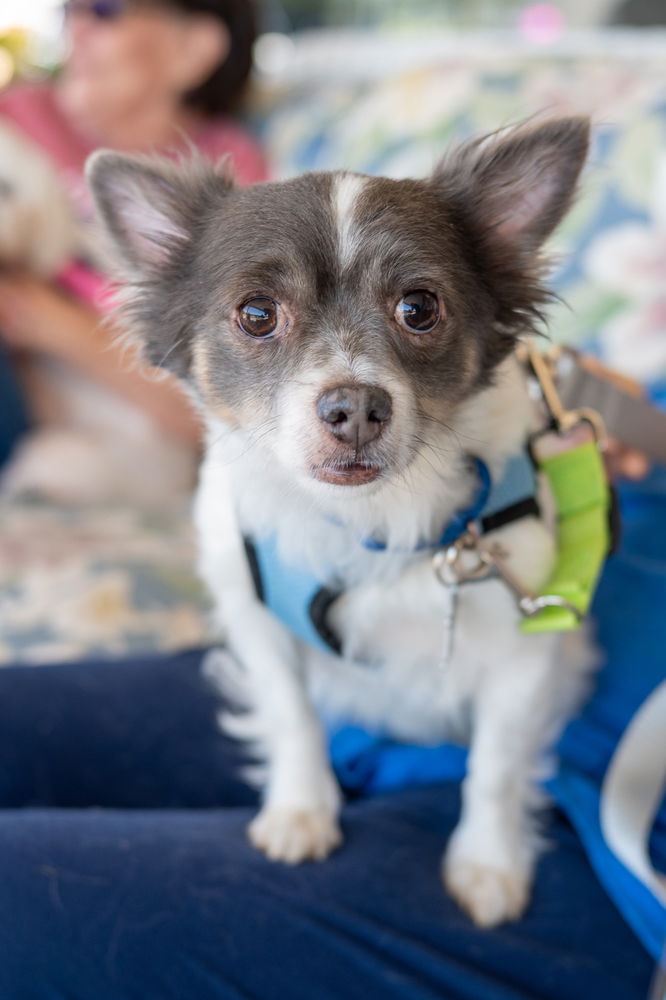 adoptable Dog in Mundelein, IL named St. Croix