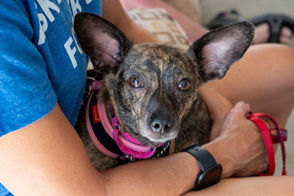 adoptable Dog in Mundelein, IL named Panini