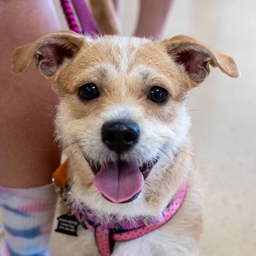 adoptable Dog in Mundelein, IL named Frosted