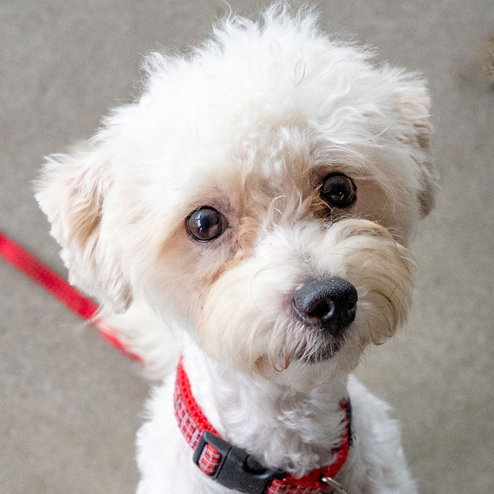 adoptable Dog in Mundelein, IL named Rojo