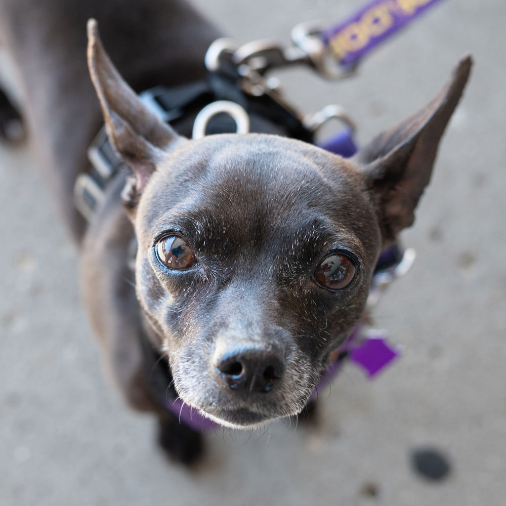 adoptable Dog in Mundelein, IL named Lark