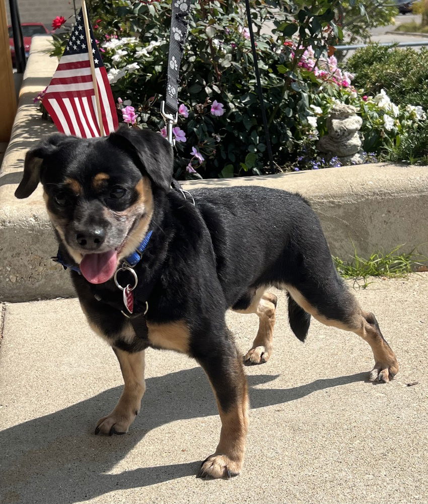 adoptable Dog in Mundelein, IL named Walton