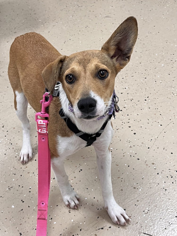 adoptable Dog in Mundelein, IL named Chloe