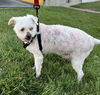 adoptable Dog in , IL named Edsel