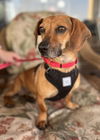 adoptable Dog in , IL named Buster