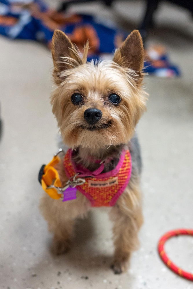 adoptable Dog in Mundelein, IL named Maggie