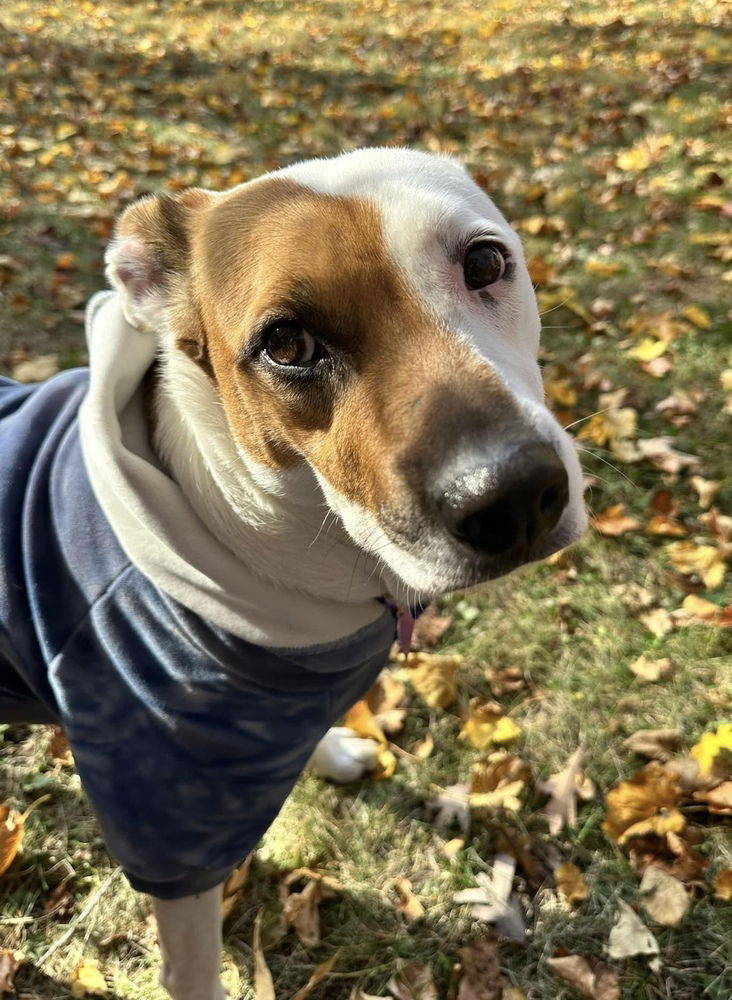 adoptable Dog in Mundelein, IL named Limoncello