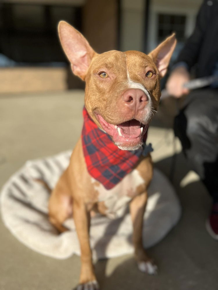 adoptable Dog in Mundelein, IL named Harrison Ford