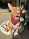 adoptable Dog in  named Harrison Ford